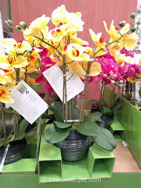 Artificial Orchids In Costco