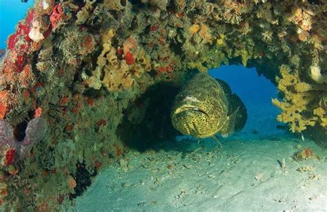 Artificial Reefs In Florida