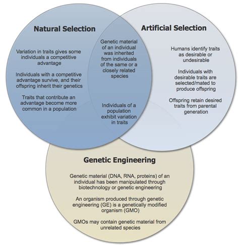Artificial Selection And Natural Selection Venn Diagram 10 D