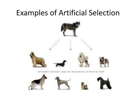 Artificial Selection Animals Examples