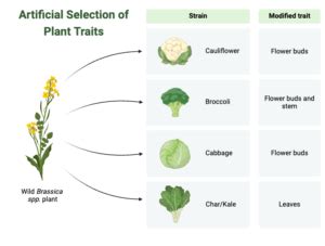 Artificial Selection In Plants