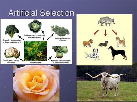 artificial selection is another name for