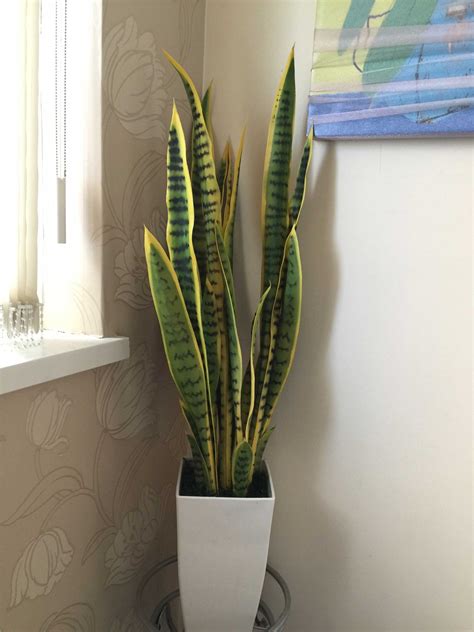 artificial snake plants for sale