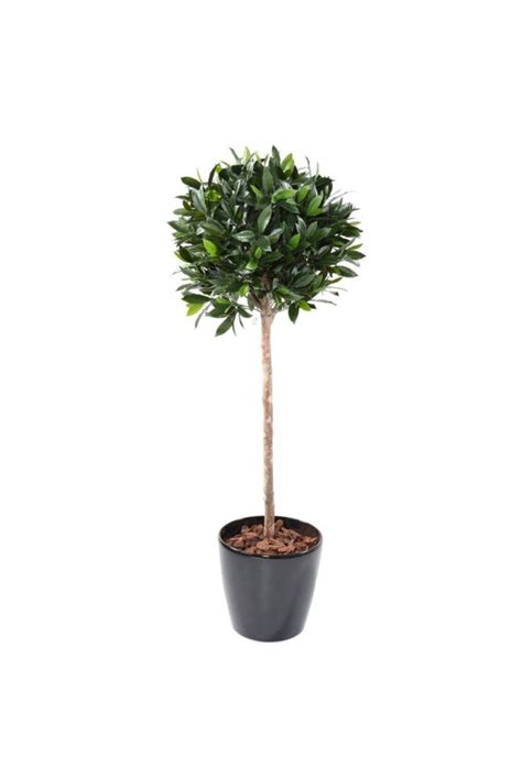 Artificial Trees The Range