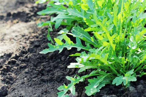 Arugula Plant: Everything You Need To Know