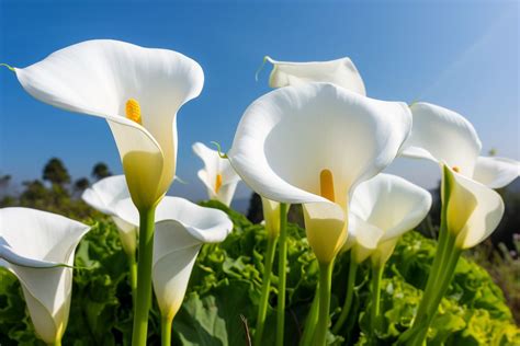 arum lily flower meaning