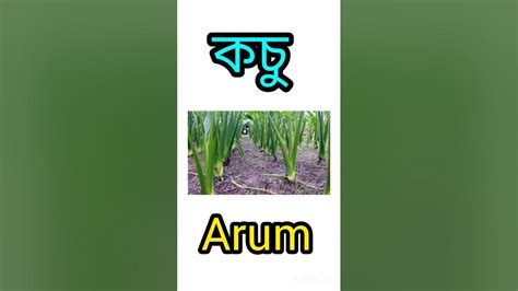 arum meaning in english