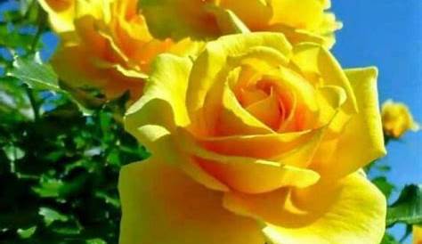 Imagens pra ver: Rosas amarelas