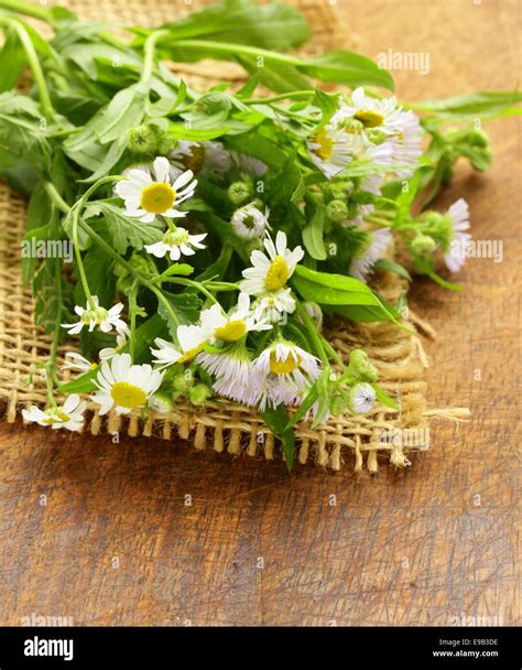 As Fresh As A Daisy Example