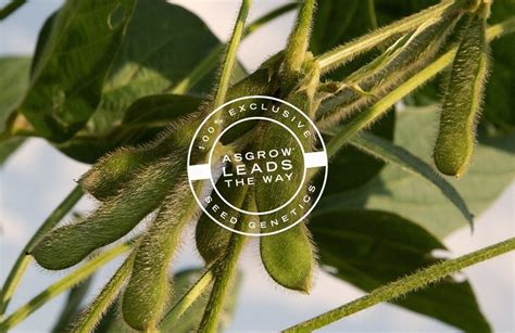asgrow soybean seed performance