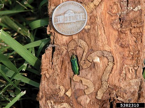 ash tree borer