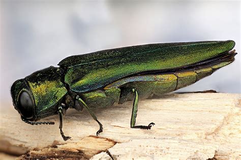 ash tree borer beetle