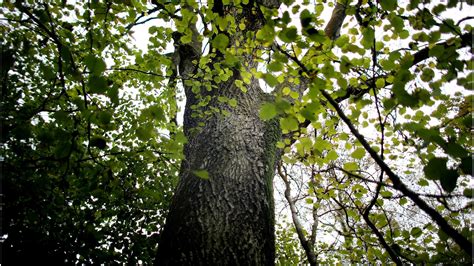 Ash Tree Going Extinct
