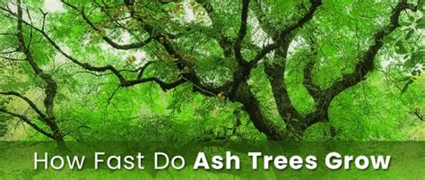 ash tree growth factor