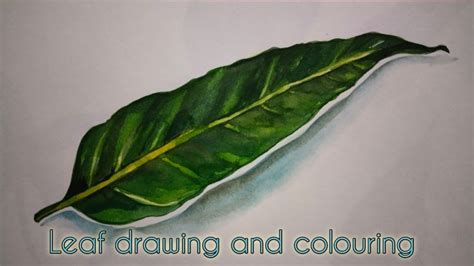 Ashoka Leaf Drawing