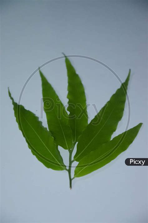 Ashoka Leaf Information