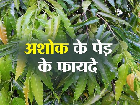Ashoka Tea Benefits