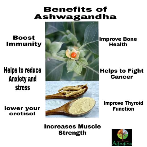 ashwagandha benefits and side effects dr axe