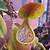 asian pitcher plant