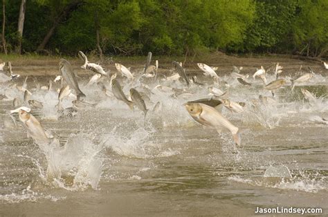 asian carp jumping out of water