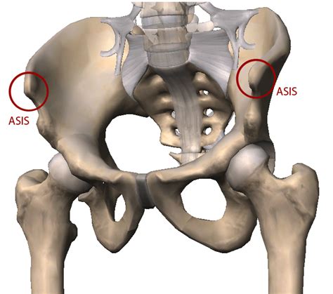 asis and psis anatomy