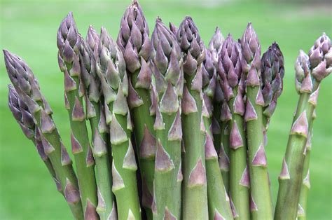 Companion Plants For Asparagus: Enhancing Growth And Flavor