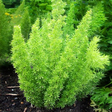 Asparagus Plants For Sale: A Guide To Growing And Buying