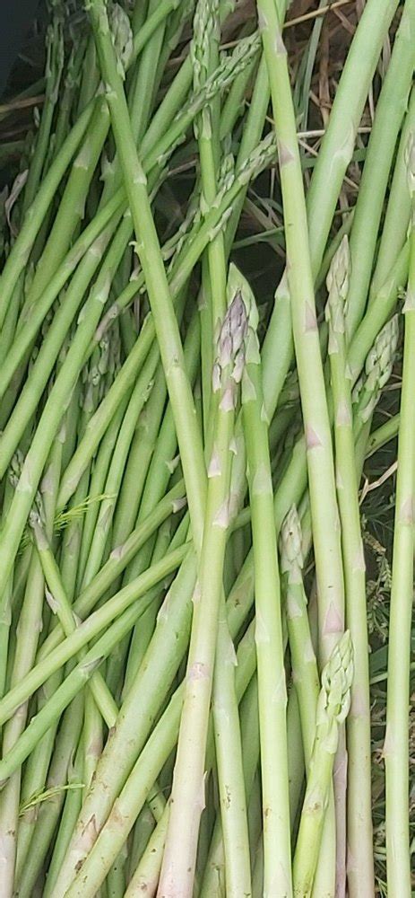 Asparagus At 300