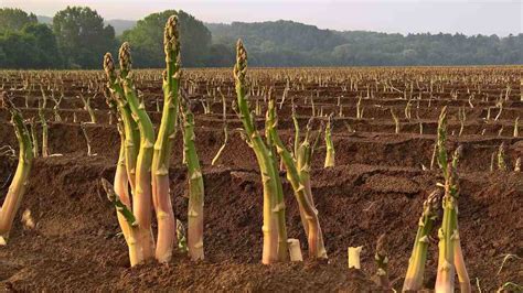 Asparagus Farm