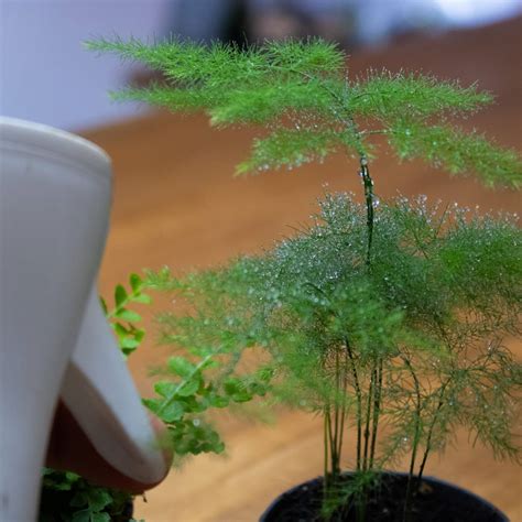 Asparagus Fern Misting