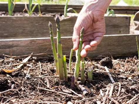 Asparagus Picking Nj