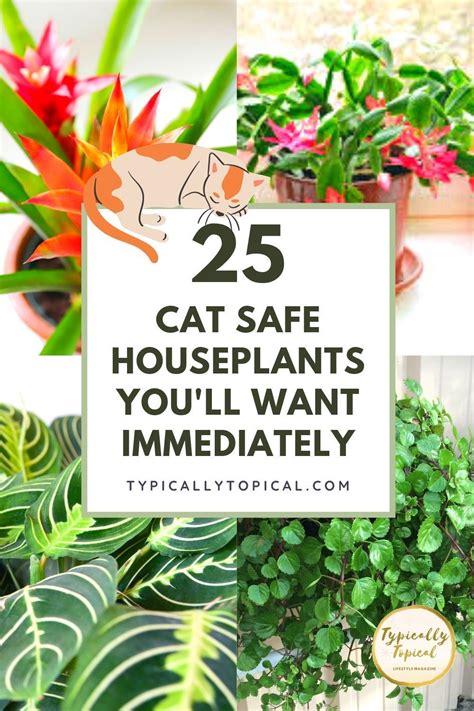 aspca cat safe house plants