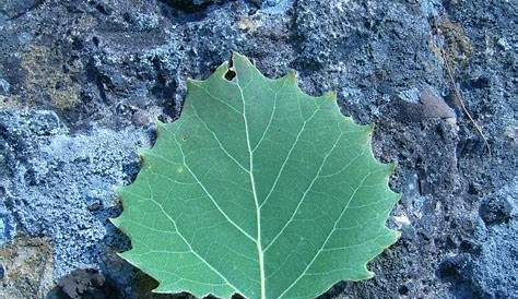 Aspen Tree Leaf Images How To Distinguish A Quaking From A White Birch