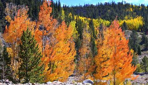 Aspen Trees Colorado Fall With Color San Juan National Forest