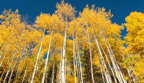 Aspen Trees Colorado Fall In CO , Happy Places