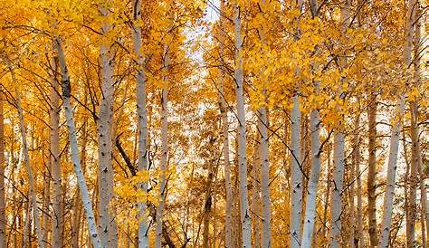Aspen Trees In Fall Color Colorado. The Were Amazing