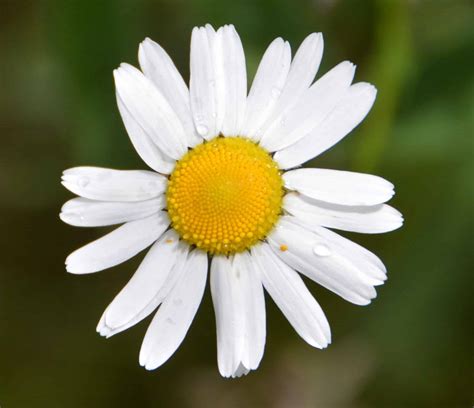 aspen daisy