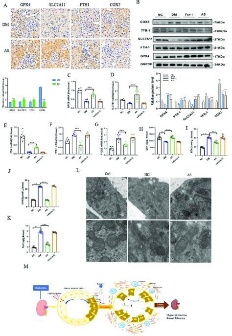 Aspirin And Kidney Function