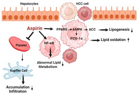 Aspirin And Liver Problems