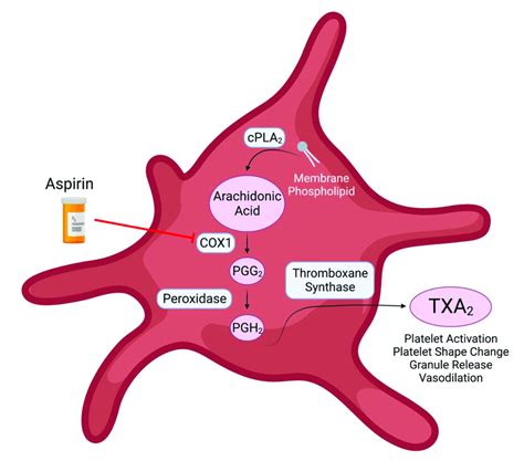 Aspirin Impact On Platelets
