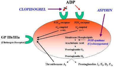 Aspirin Interaction Clopidogrel