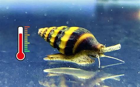 Assassin Snails Optimal Conditions