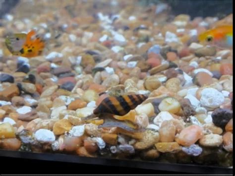 Assassin Snails Tank Size