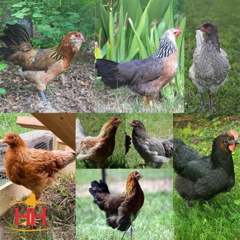 Assorted Egg Layer Chicks