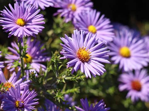 asters