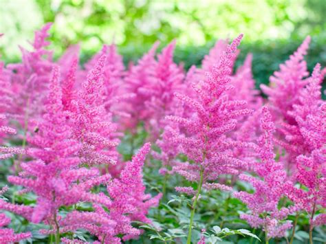 Everything You Need To Know About Astilbe Plant