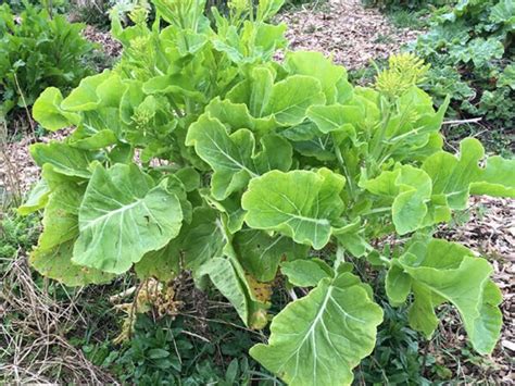 Asturian Tree Cabbage: Rare Culinary Gem