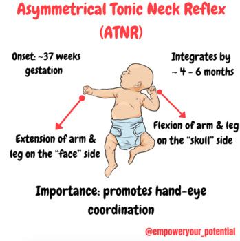asymmetrical tonic neck reflex in adults