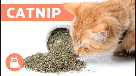 at what age can a cat use catnip