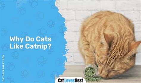 at what age can cats try catnip